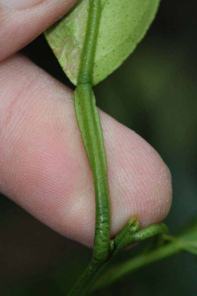              Petiole (Riverside, CA)       